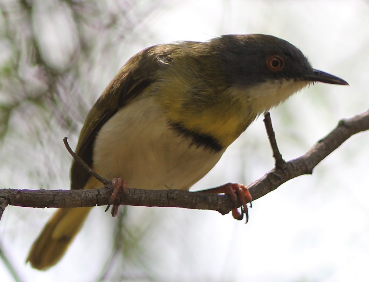 Yellow-breasted Apalis - Rich Hoyer