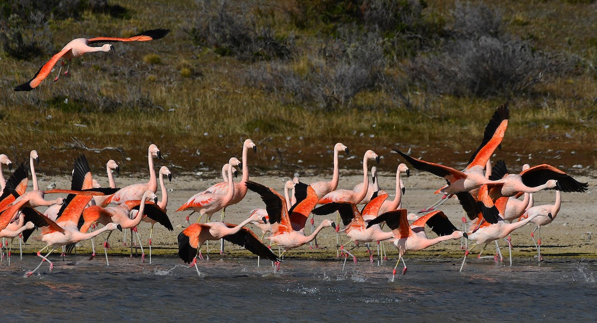 Chilean Flamingo - ML617835120