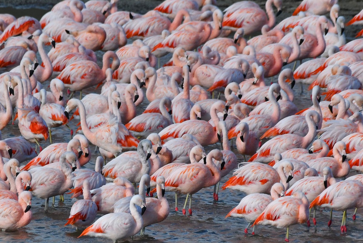 Chilean Flamingo - ML617835121