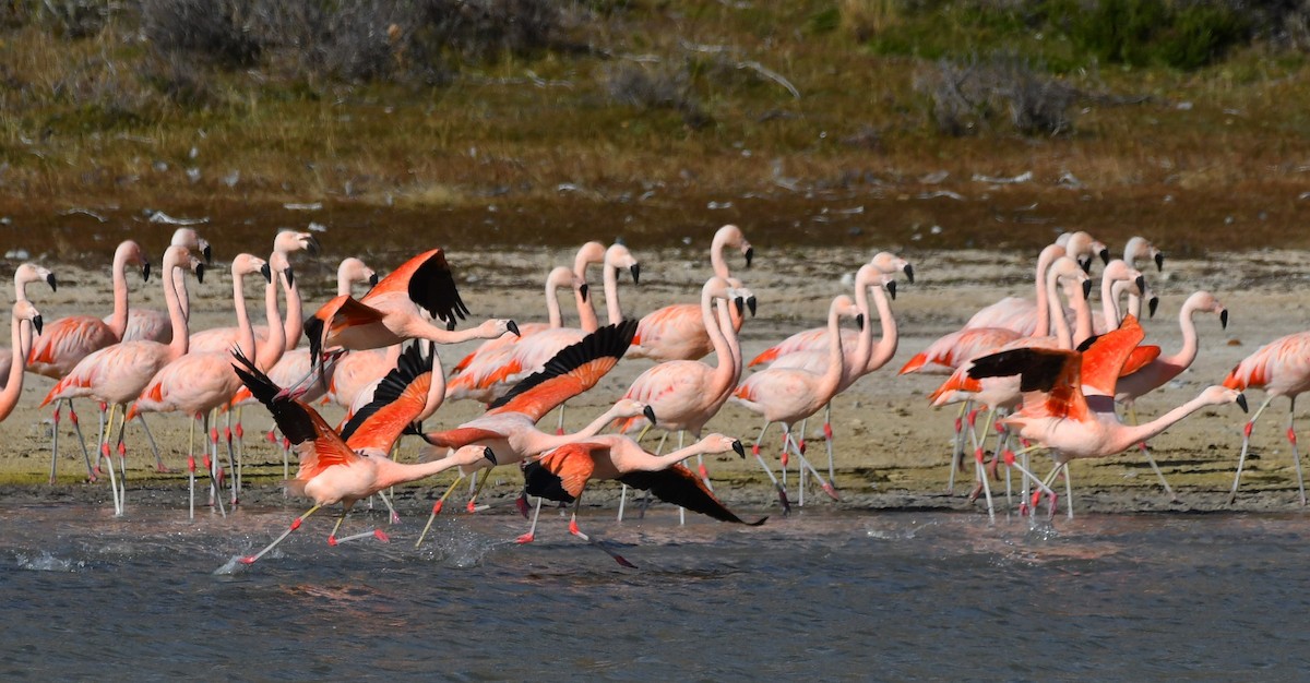 Chilean Flamingo - Ricardo  Matus