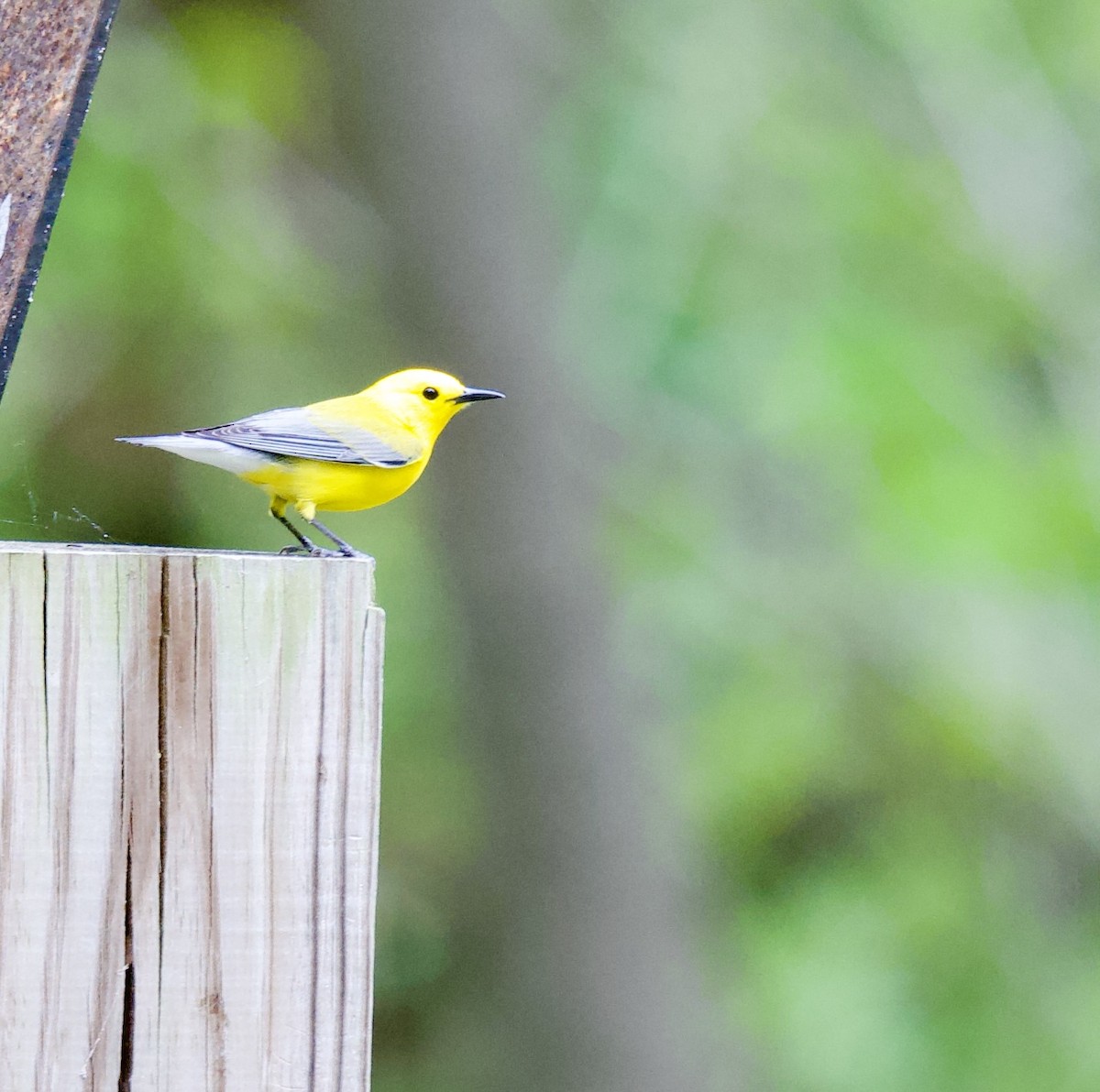 Prothonotary Warbler - ML617835153