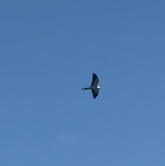 Swallow-tailed Kite - Kathy Rhodes