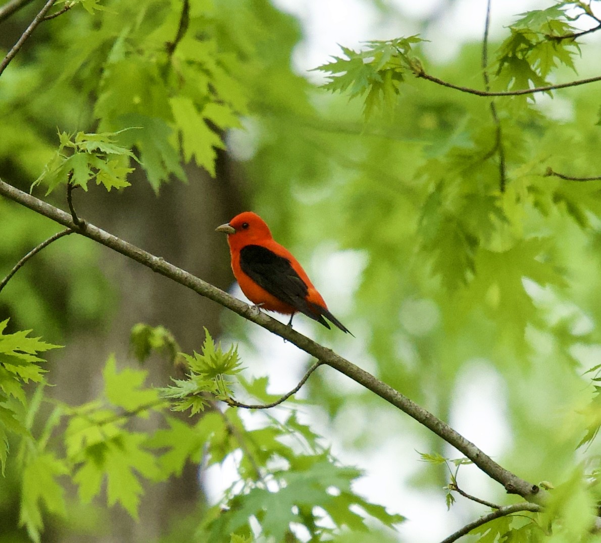 Scarlet Tanager - ML617835203