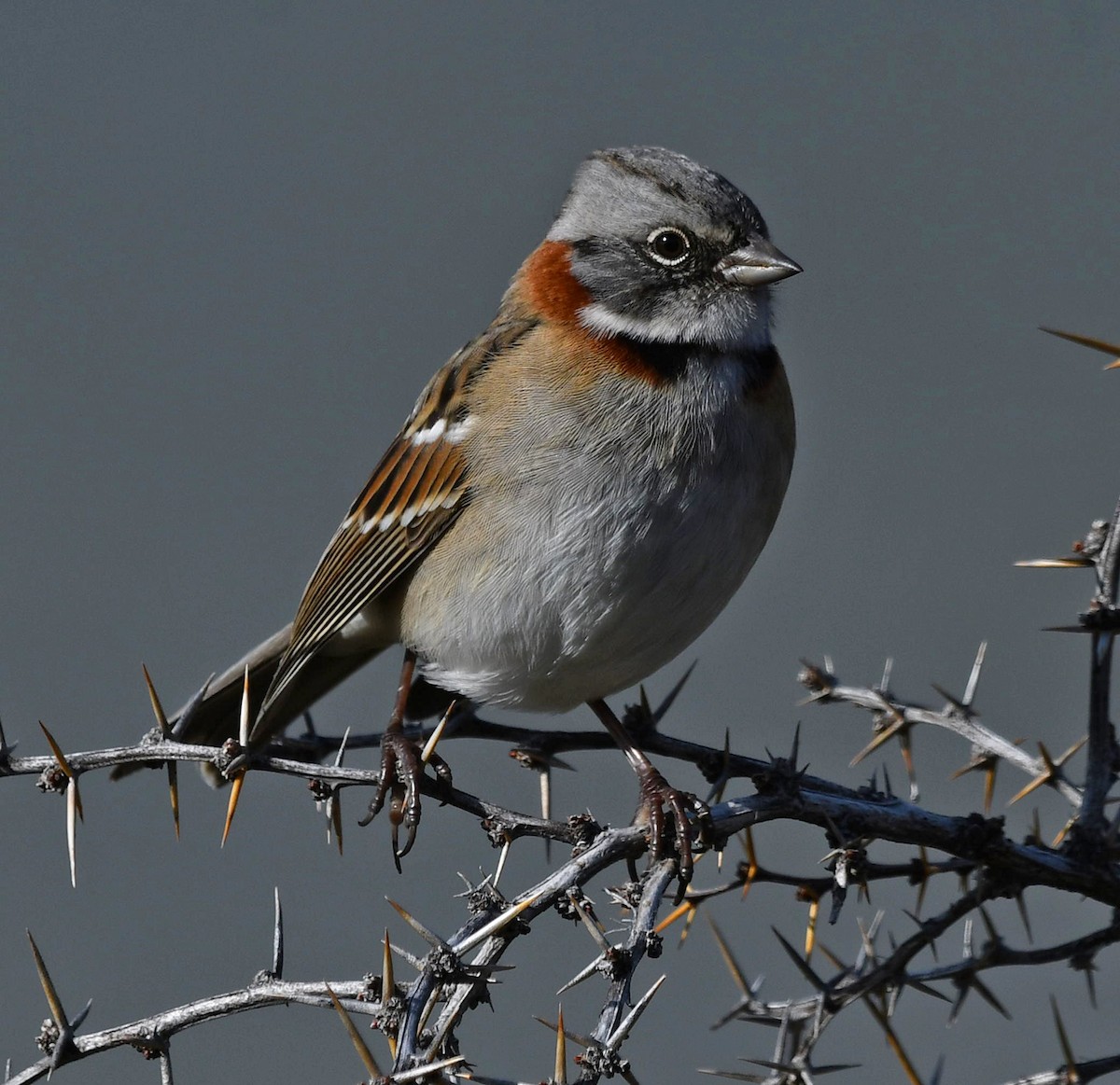 Rufous-collared Sparrow (Patagonian) - Ricardo  Matus