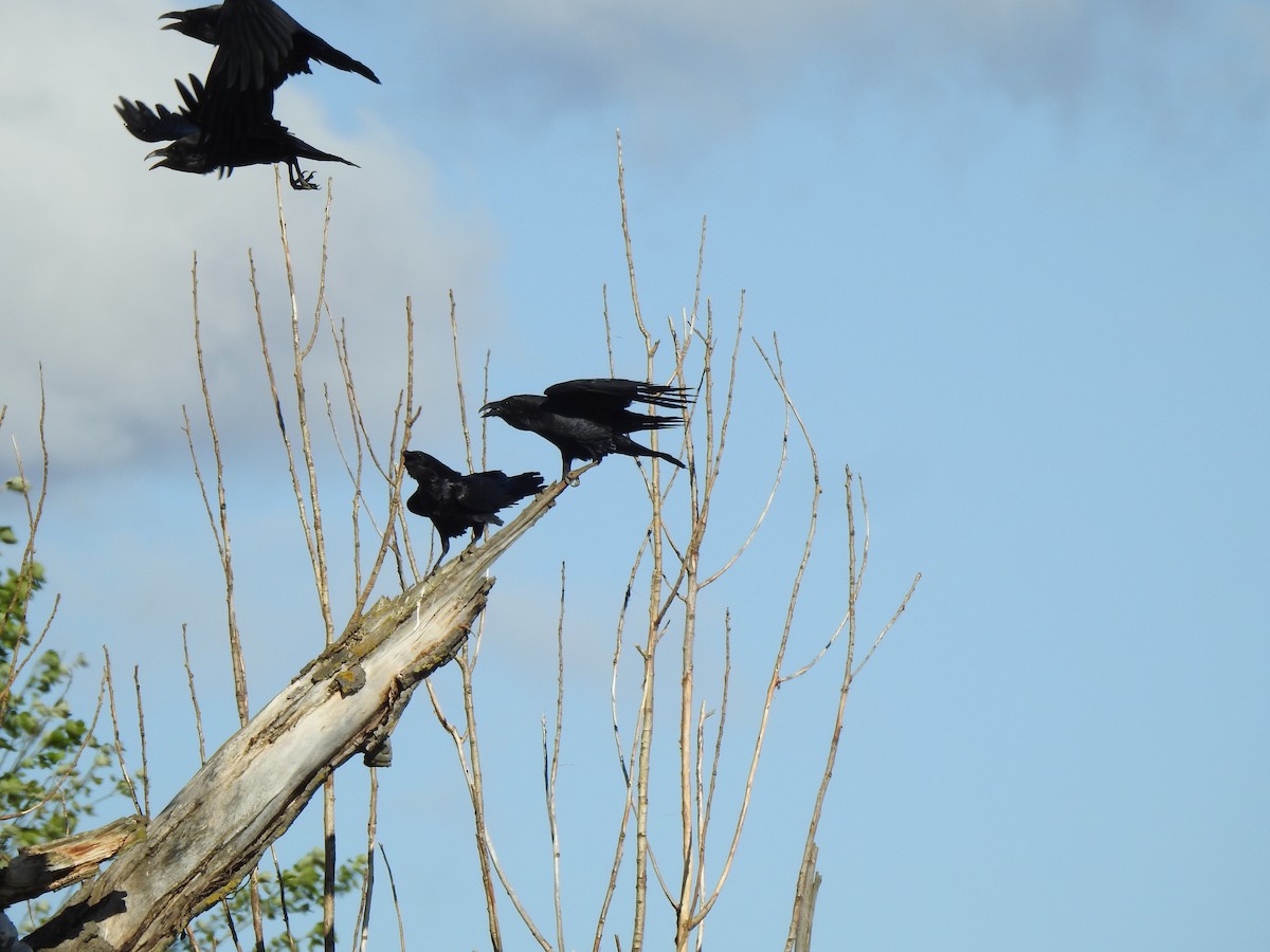 Common Raven - Gary Losada