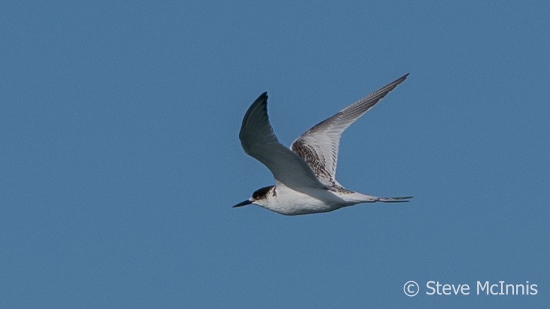 White-fronted Tern - ML617835510