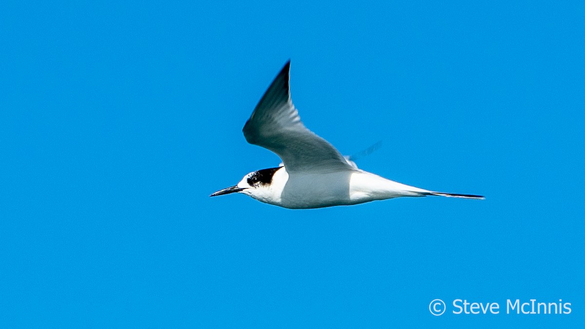 White-fronted Tern - ML617835511
