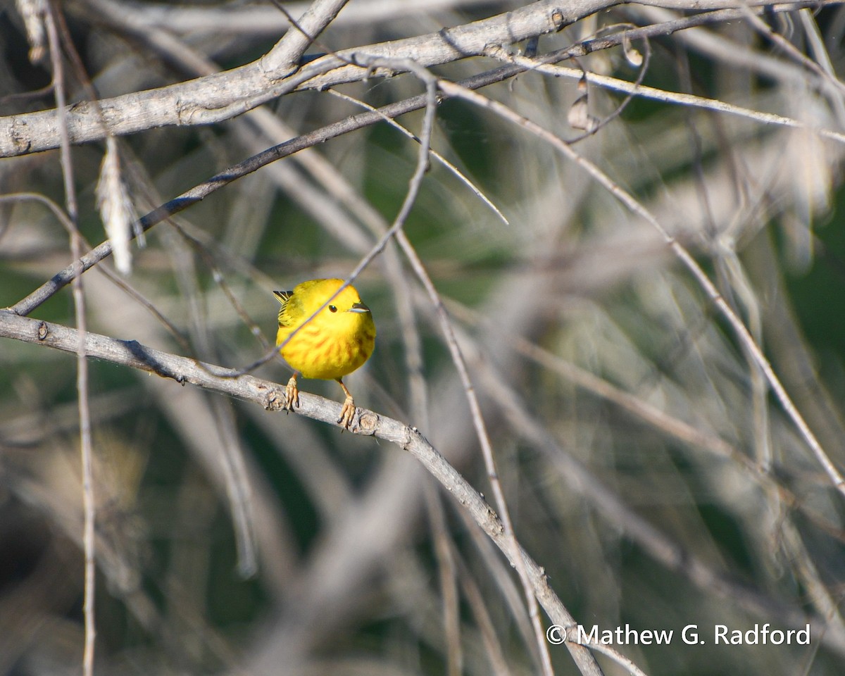 Yellow Warbler - ML617835552