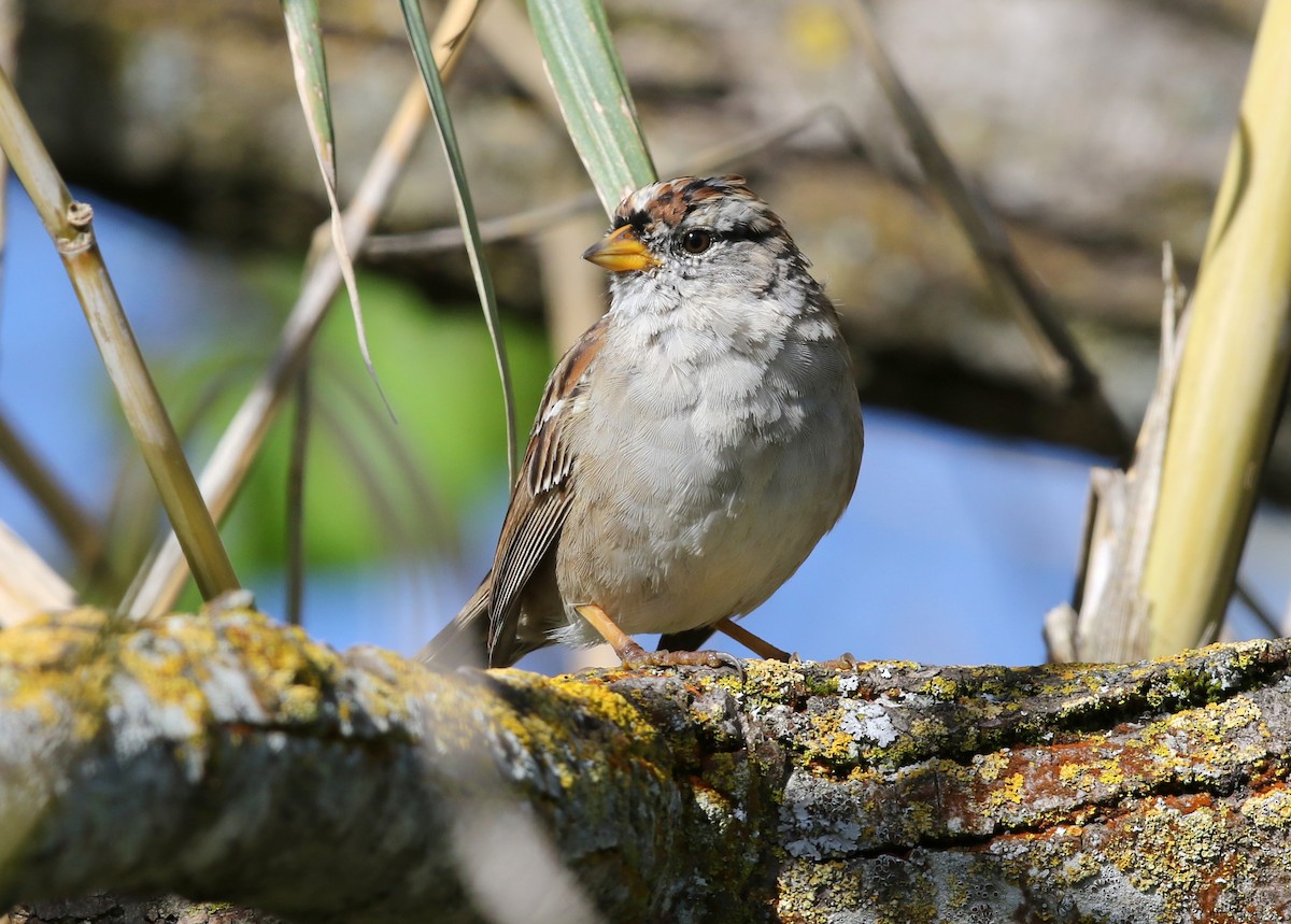 White-crowned Sparrow - ML617835574