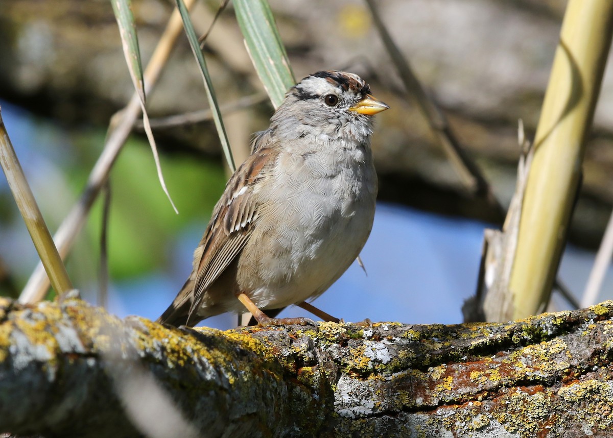 White-crowned Sparrow - ML617835575