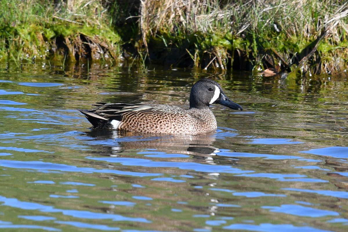 Blue-winged Teal - ML617835592