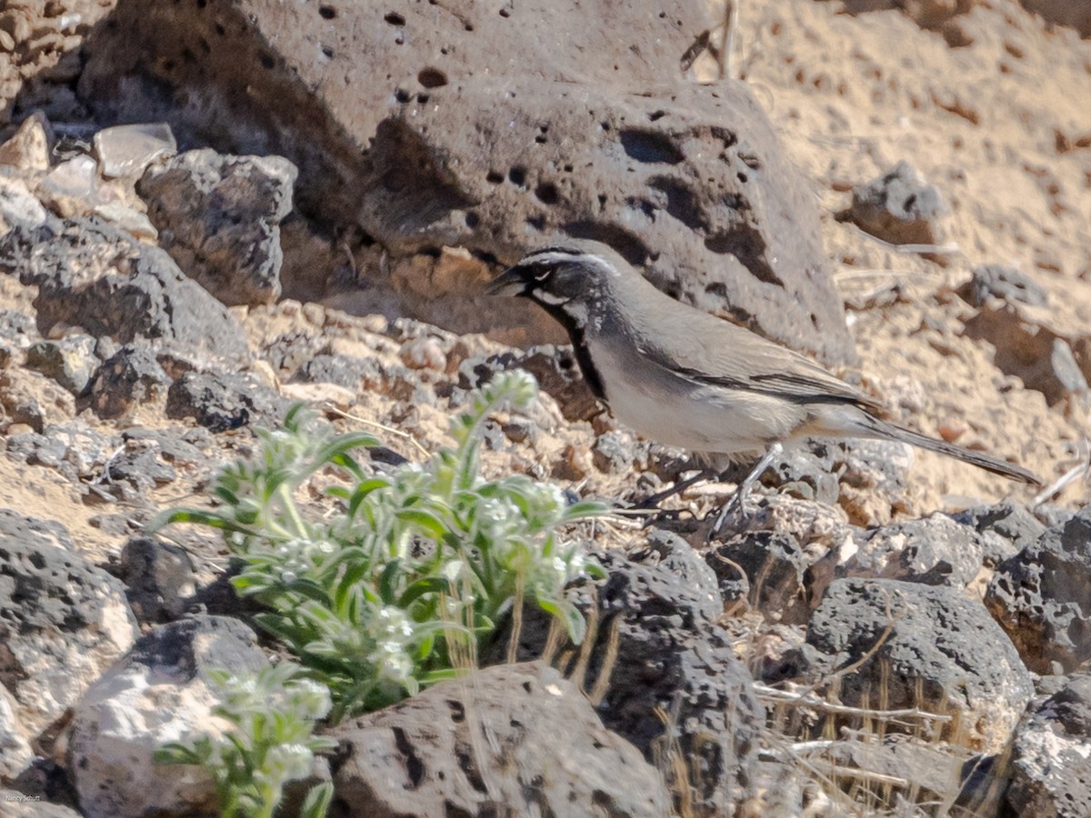 Black-throated Sparrow - ML617835699