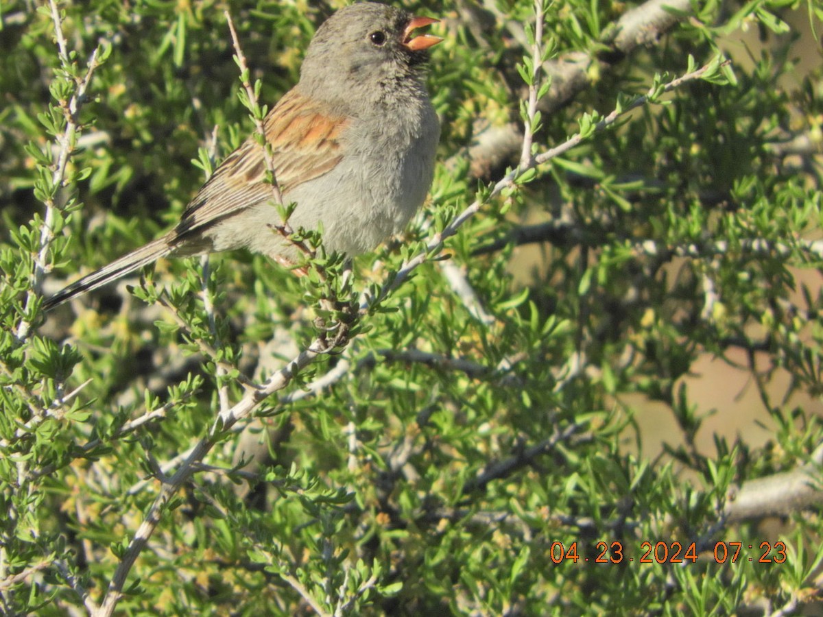 Black-chinned Sparrow - Charles  Ritter