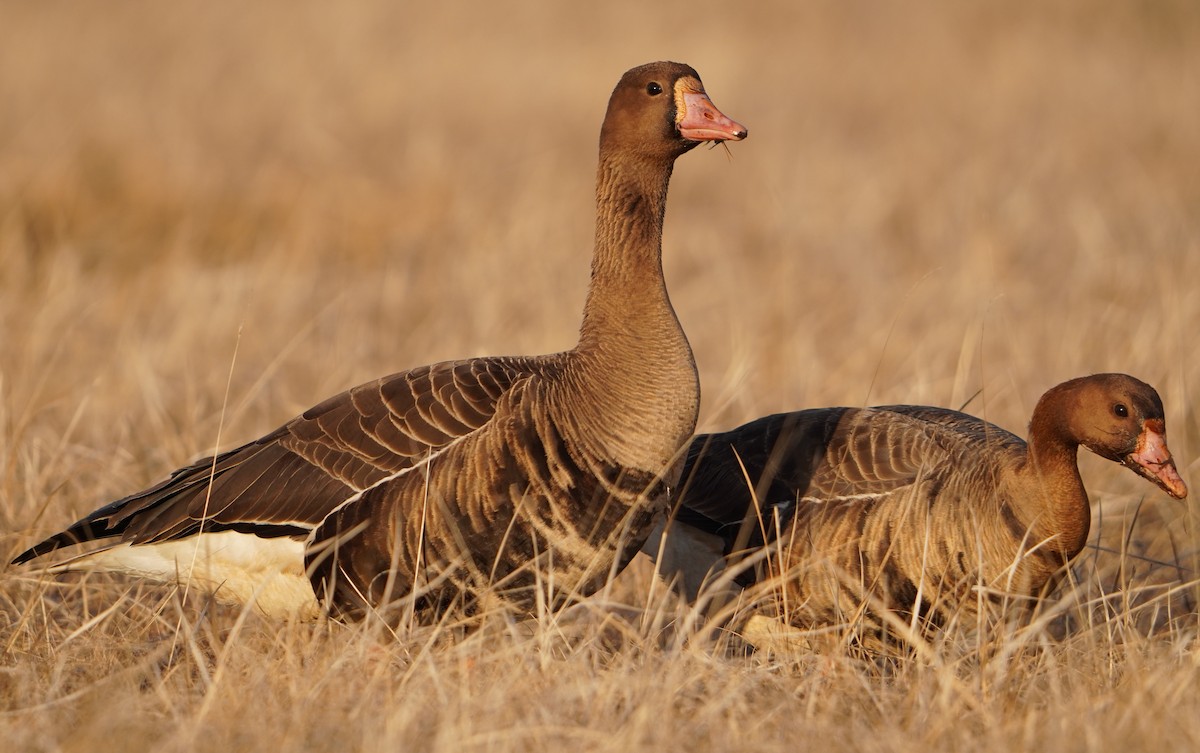 Greater White-fronted Goose - ML617835716