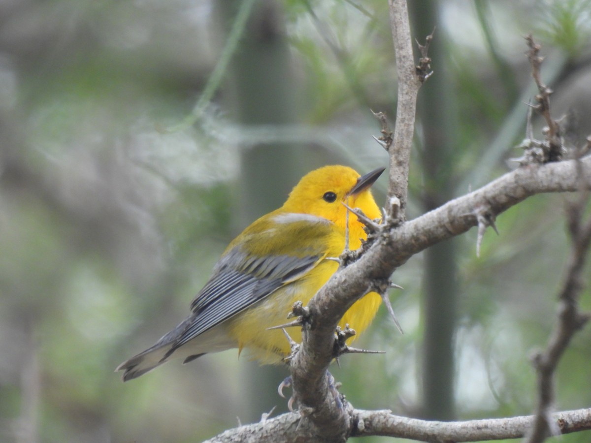 Prothonotary Warbler - ML617835799
