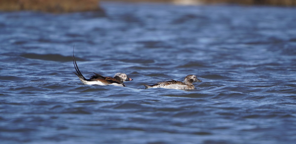 Long-tailed Duck - ML617835806