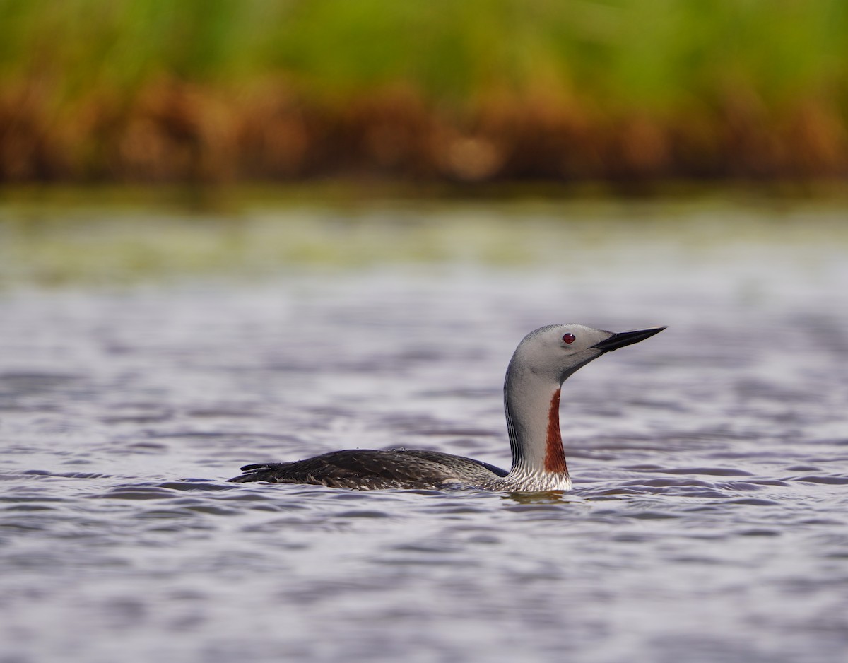 Red-throated Loon - ML617835876