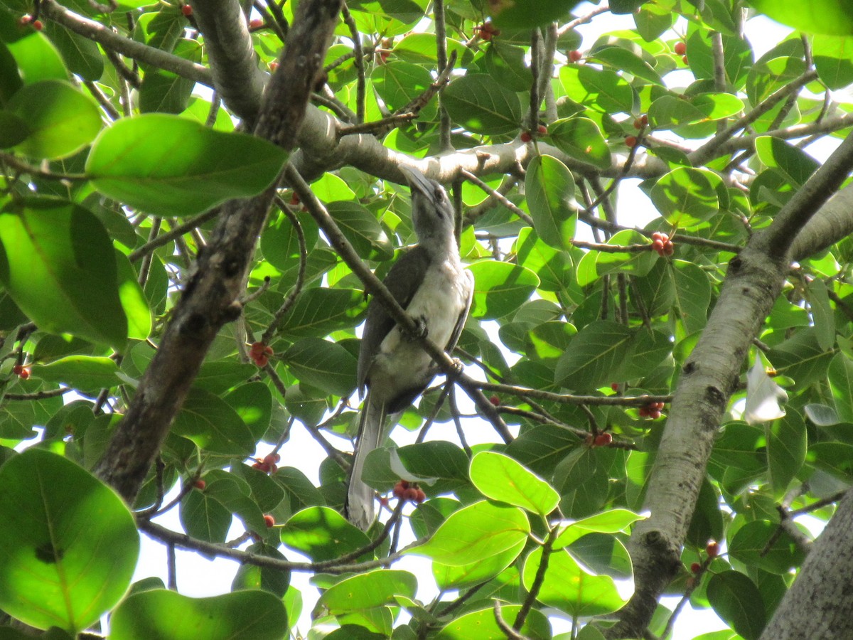 Indian Gray Hornbill - Dev Choudhari