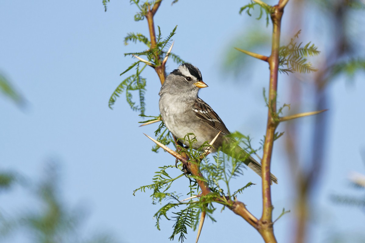 White-crowned Sparrow - ML617835932