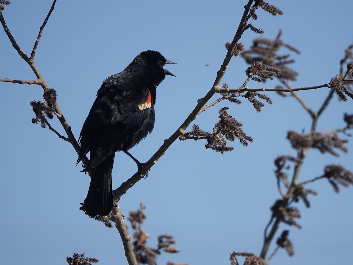 Red-winged Blackbird - ML617835950
