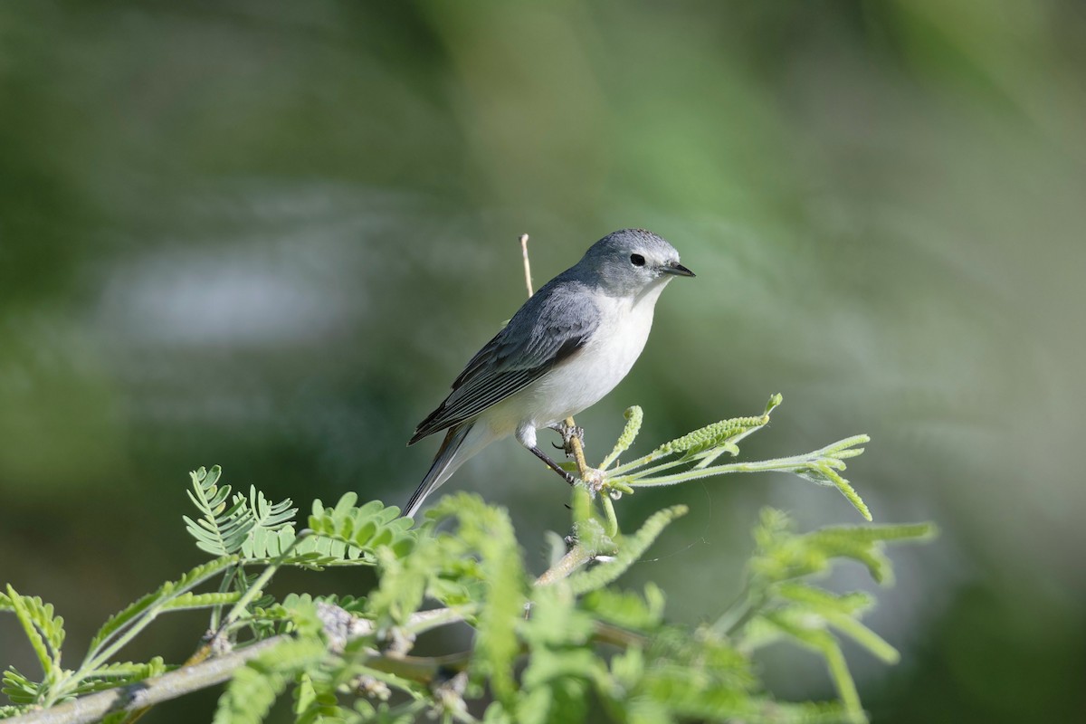 Lucy's Warbler - ML617835959