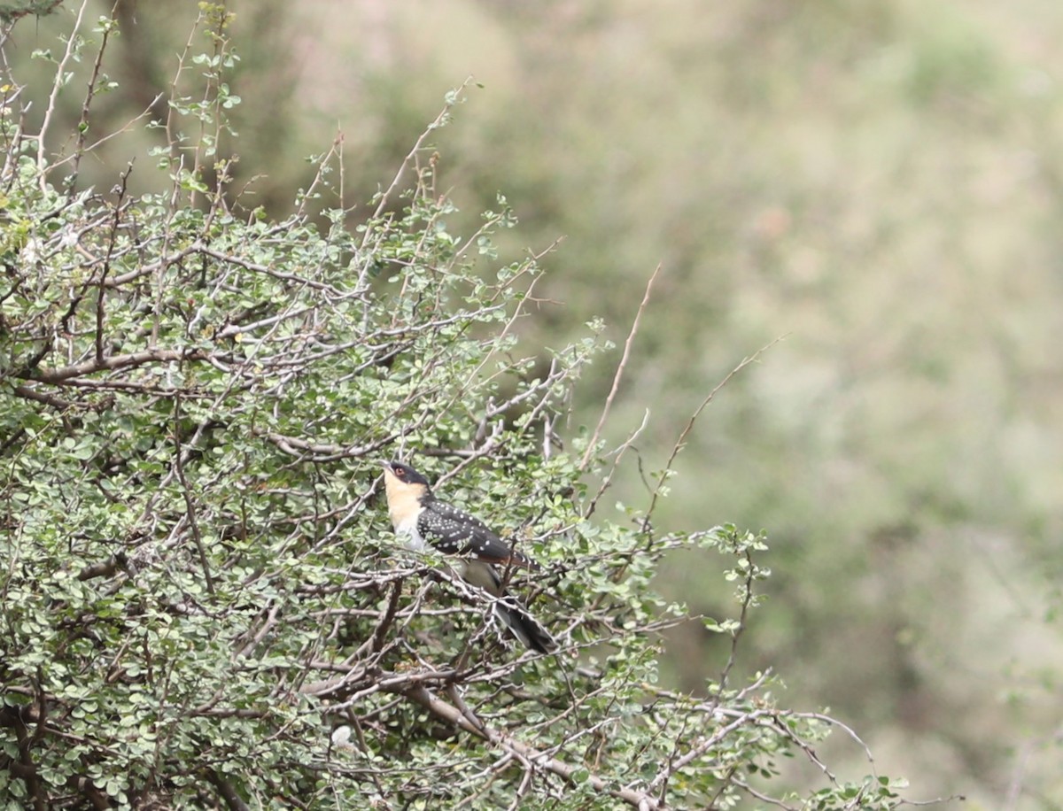 Great Spotted Cuckoo - ML617835960