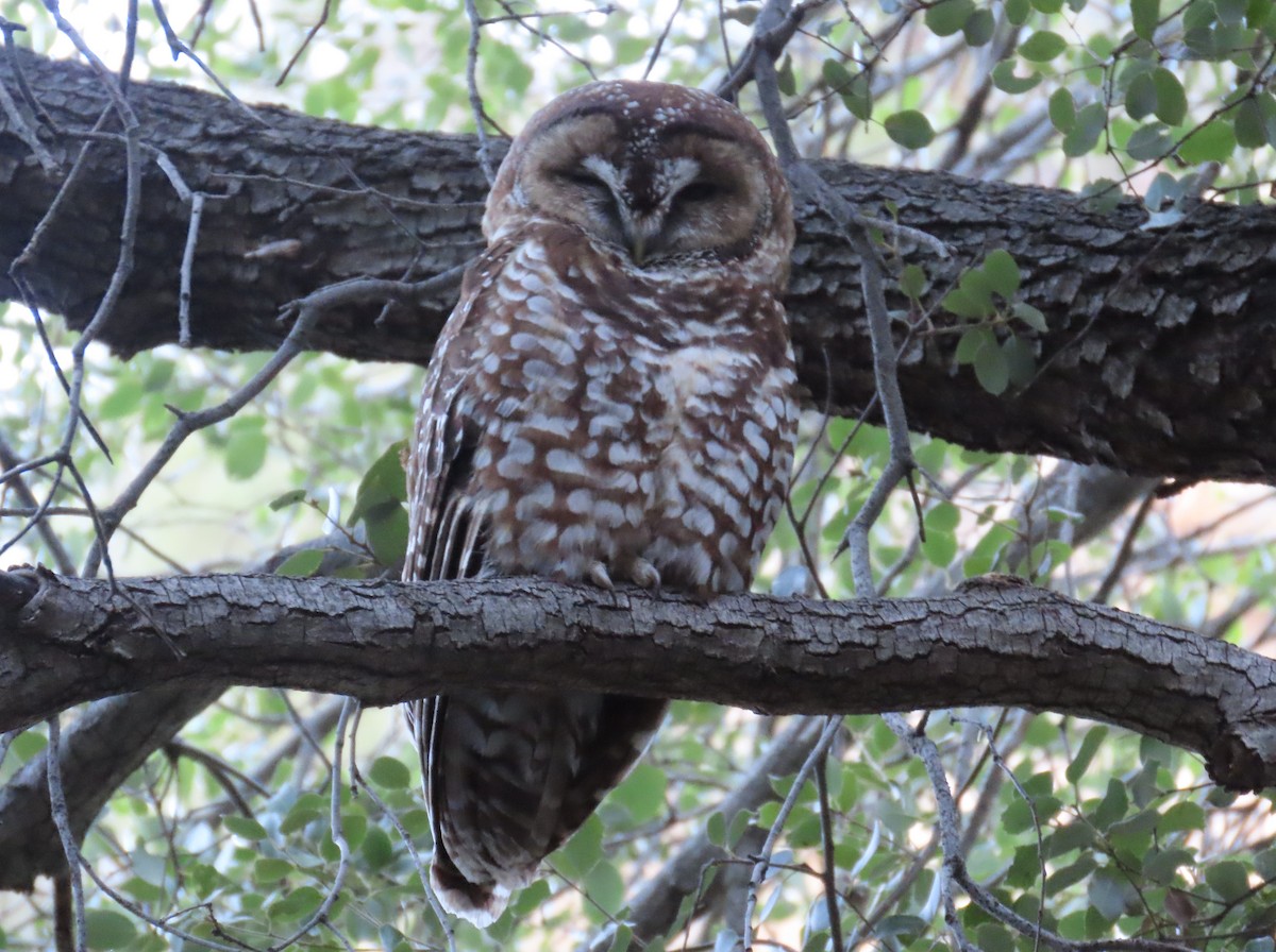 Spotted Owl (Mexican) - ML617836025