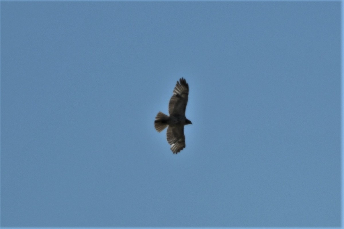 Red-tailed Hawk - ML617836065