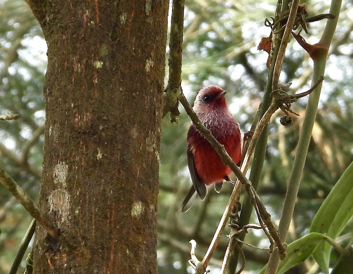 Pink-headed Warbler - Kisa Weeman