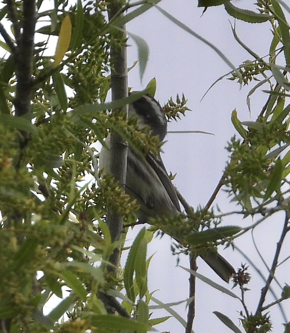 Black-throated Gray Warbler - ML617836142