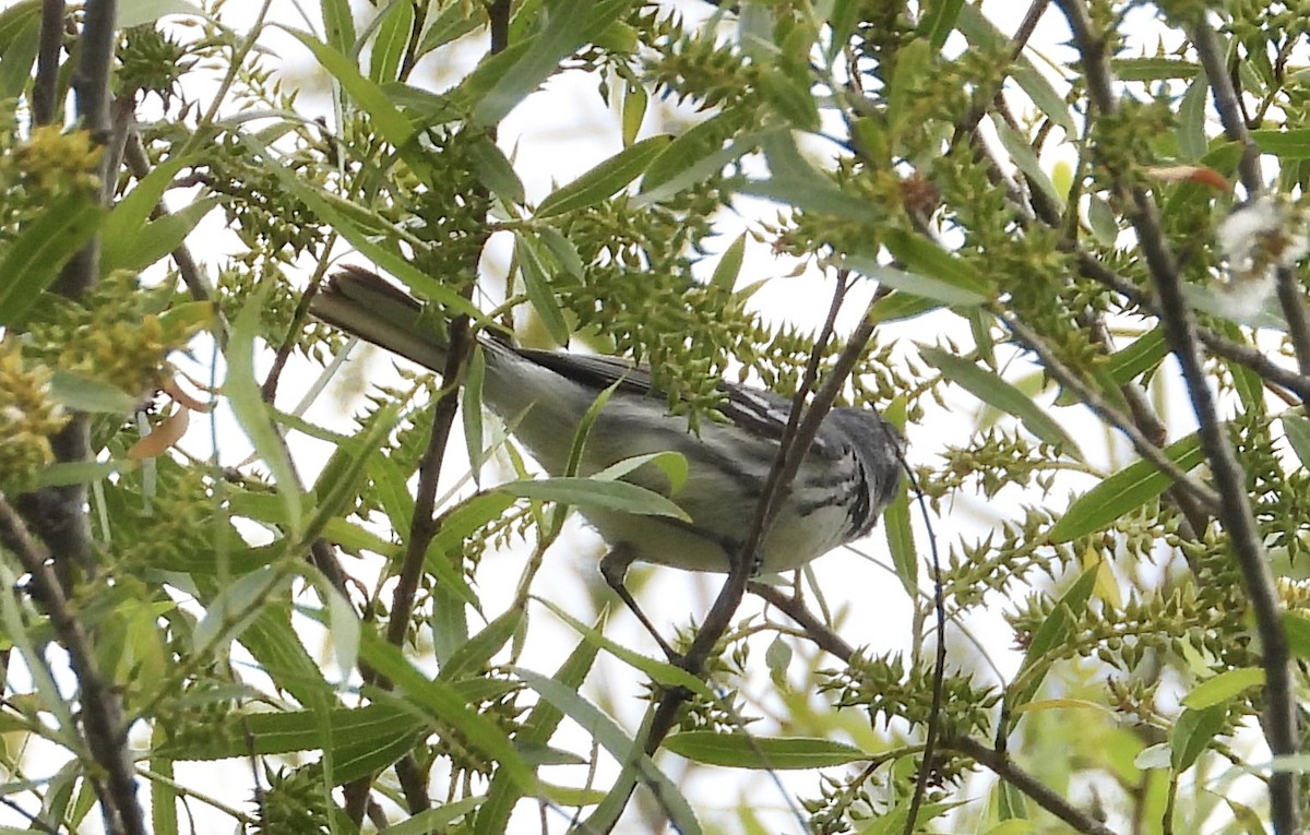 Black-throated Gray Warbler - ML617836145
