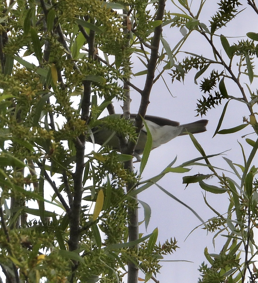 Black-throated Gray Warbler - ML617836146