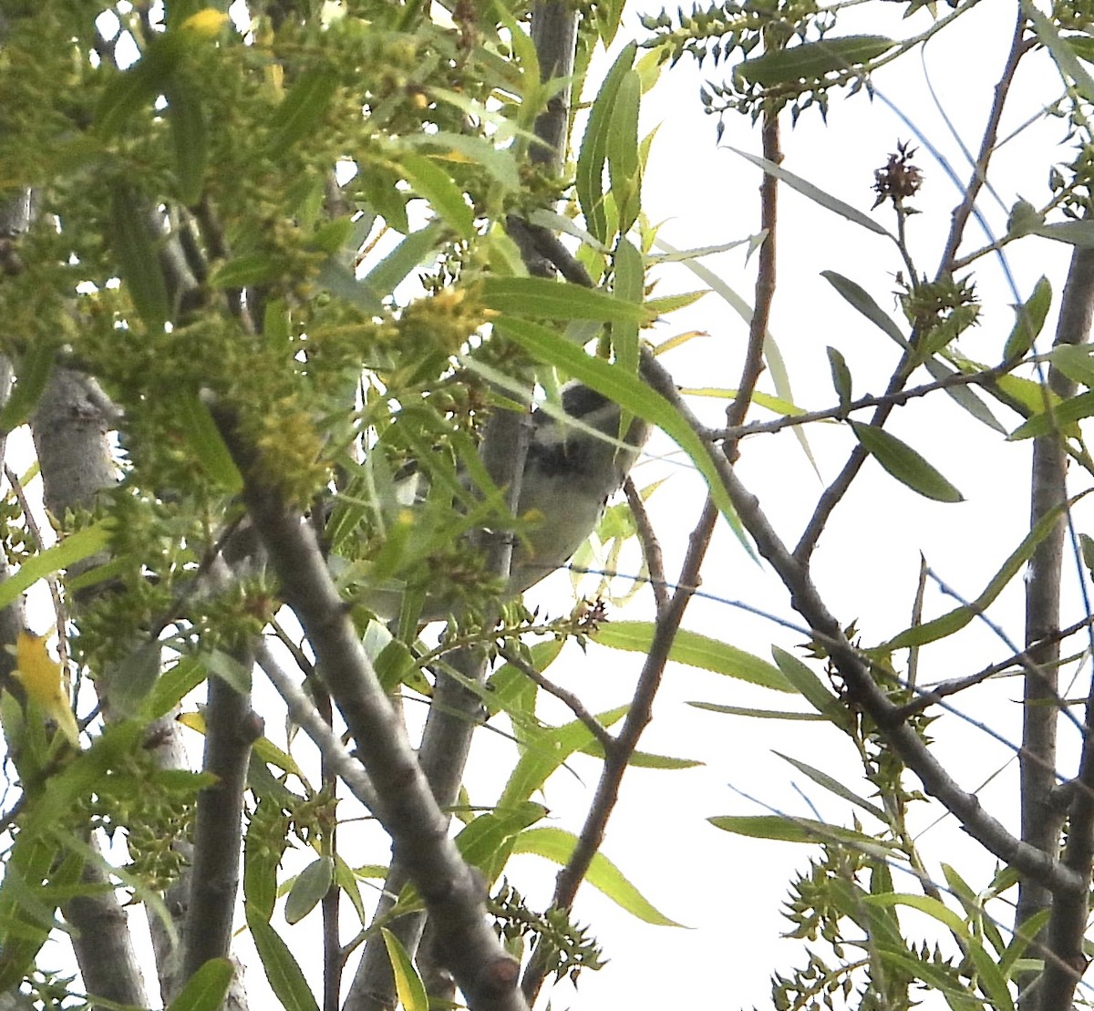 Black-throated Gray Warbler - ML617836148