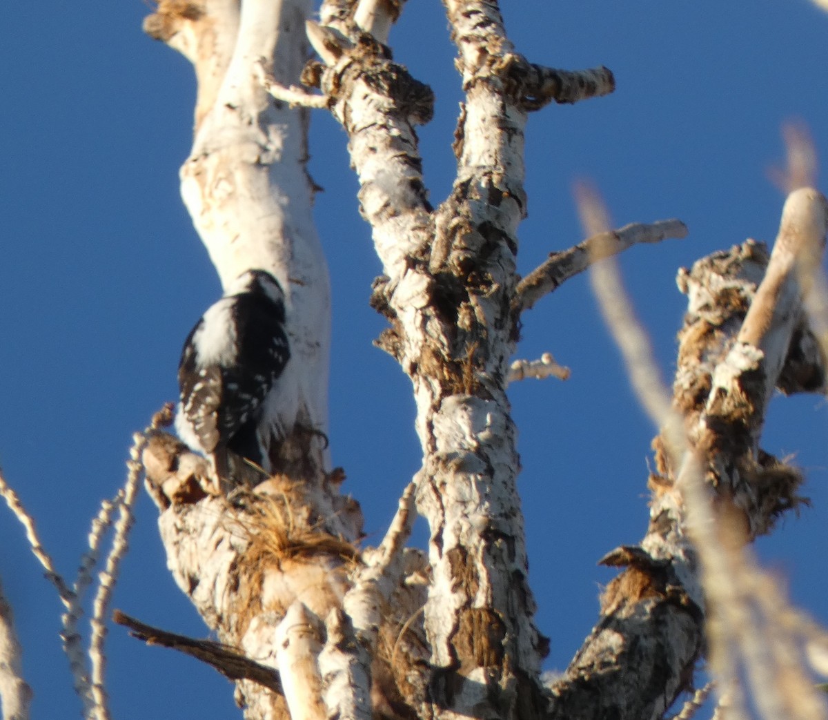 Hairy Woodpecker (Rocky Mts.) - ML617836176