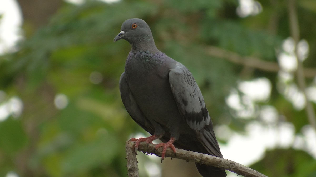 Rock Pigeon (Feral Pigeon) - ML617836197