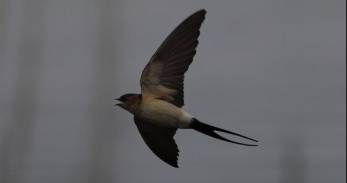 Red-rumped Swallow - ML617836201