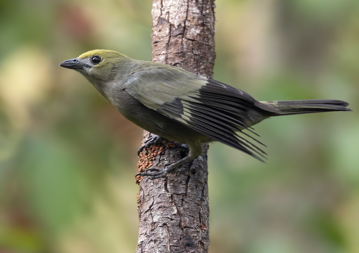 Palm Tanager - ML617836205