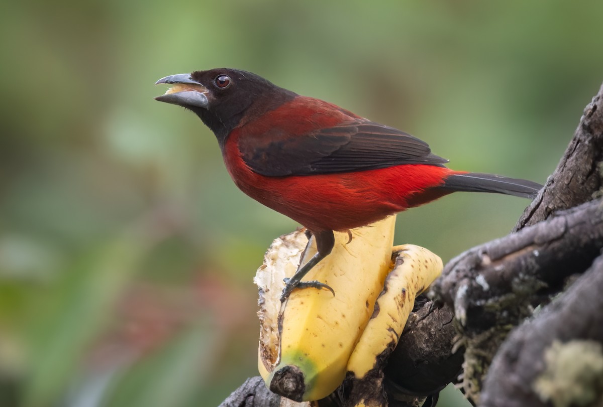 Crimson-backed Tanager - Lars Petersson | My World of Bird Photography