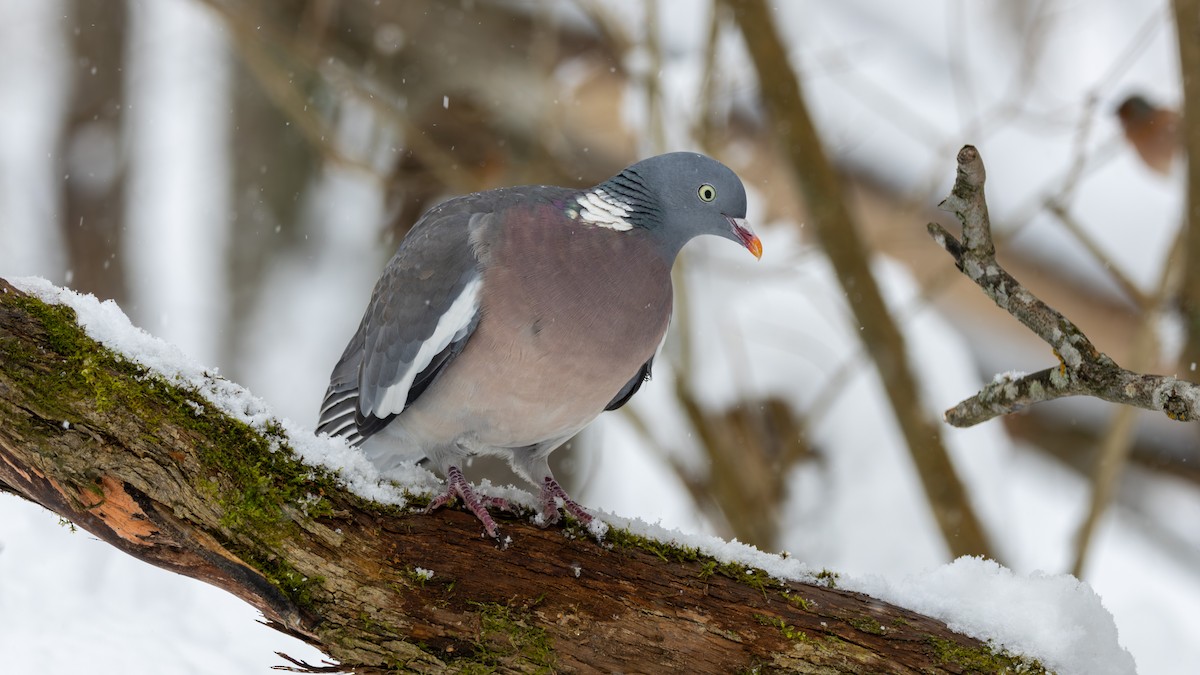 Common Wood-Pigeon - ML617836209