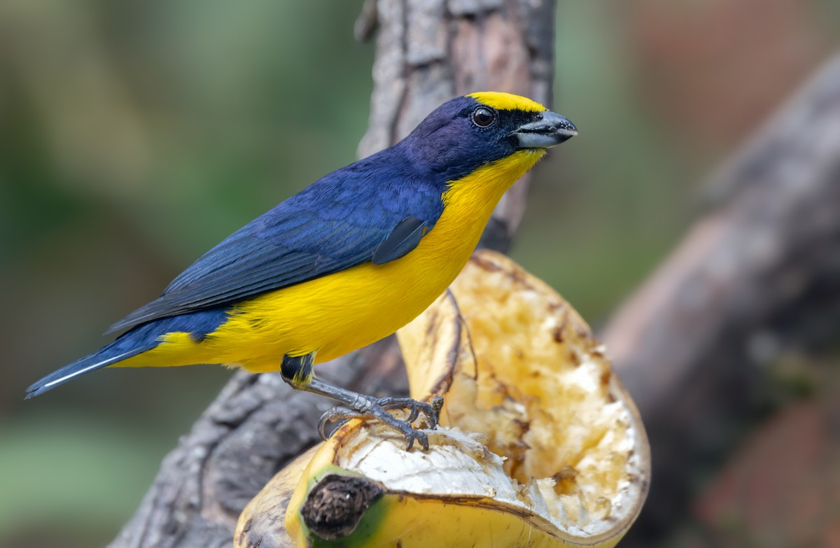 Thick-billed Euphonia (Black-tailed) - Lars Petersson | My World of Bird Photography