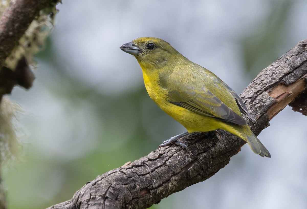 Thick-billed Euphonia (Black-tailed) - ML617836211