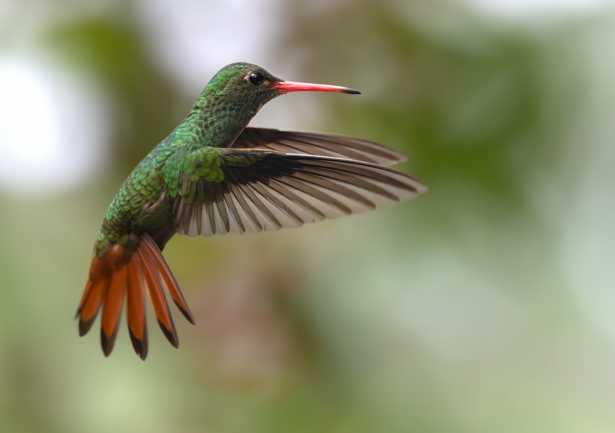 Rufous-tailed Hummingbird (Rufous-tailed) - Lars Petersson | My World of Bird Photography