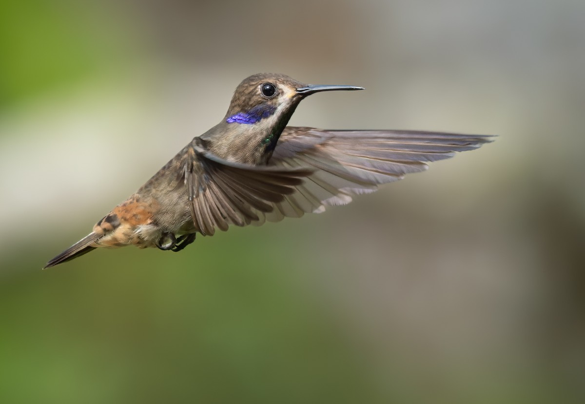 Brown Violetear - Lars Petersson | My World of Bird Photography