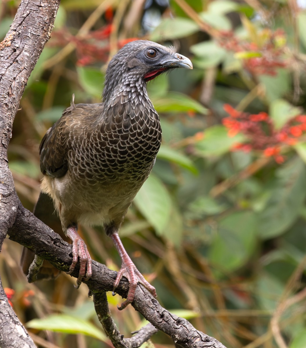 Colombian Chachalaca - Lars Petersson | My World of Bird Photography