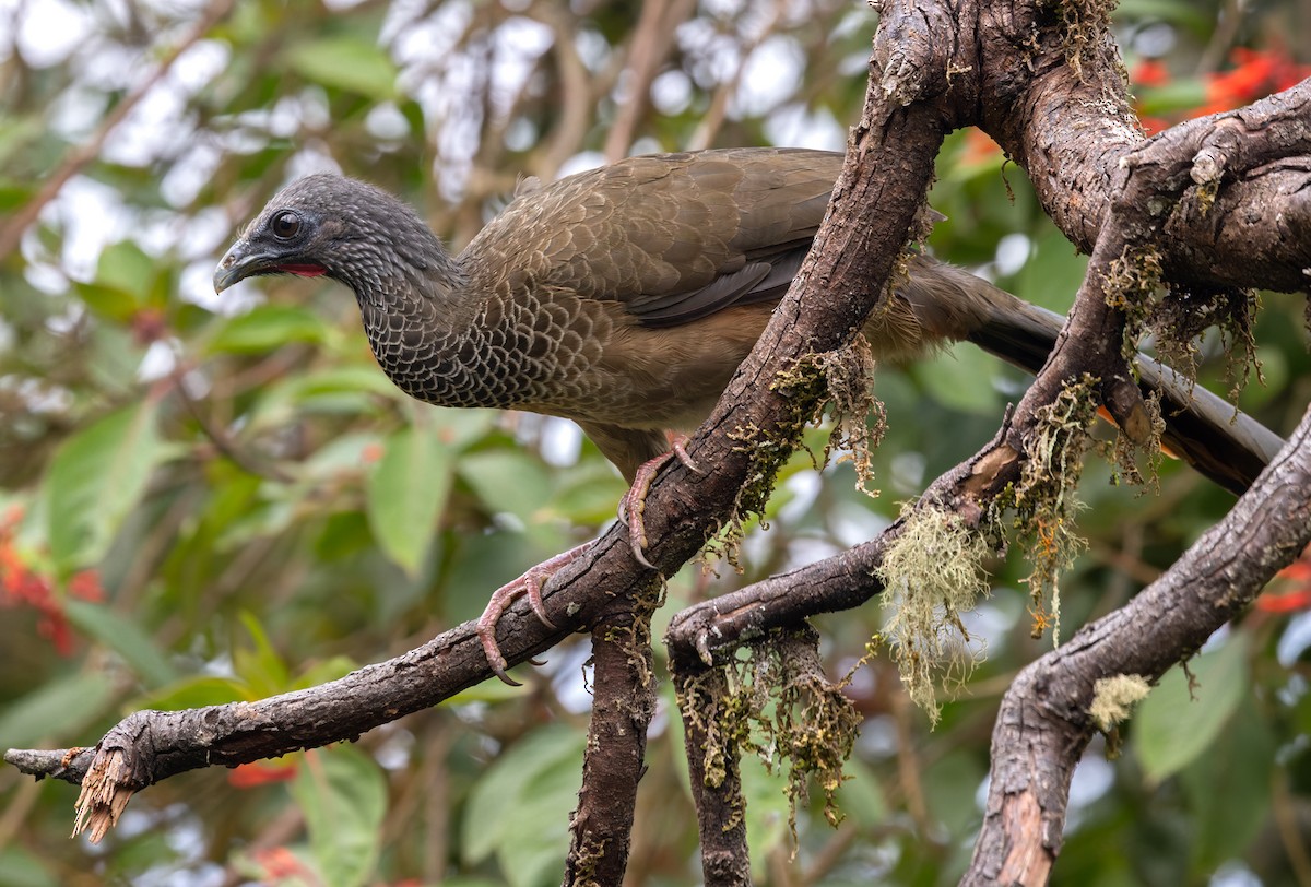 Colombian Chachalaca - Lars Petersson | My World of Bird Photography