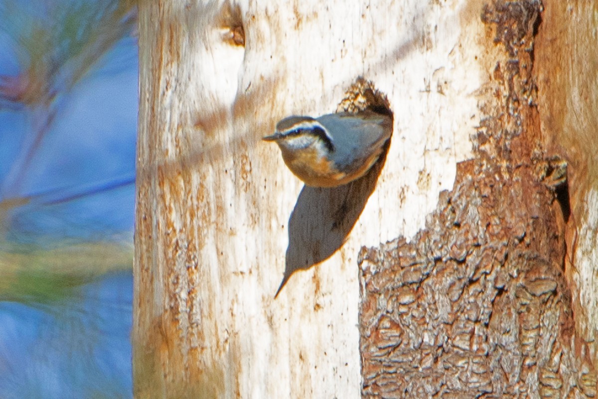 Red-breasted Nuthatch - ML617836257