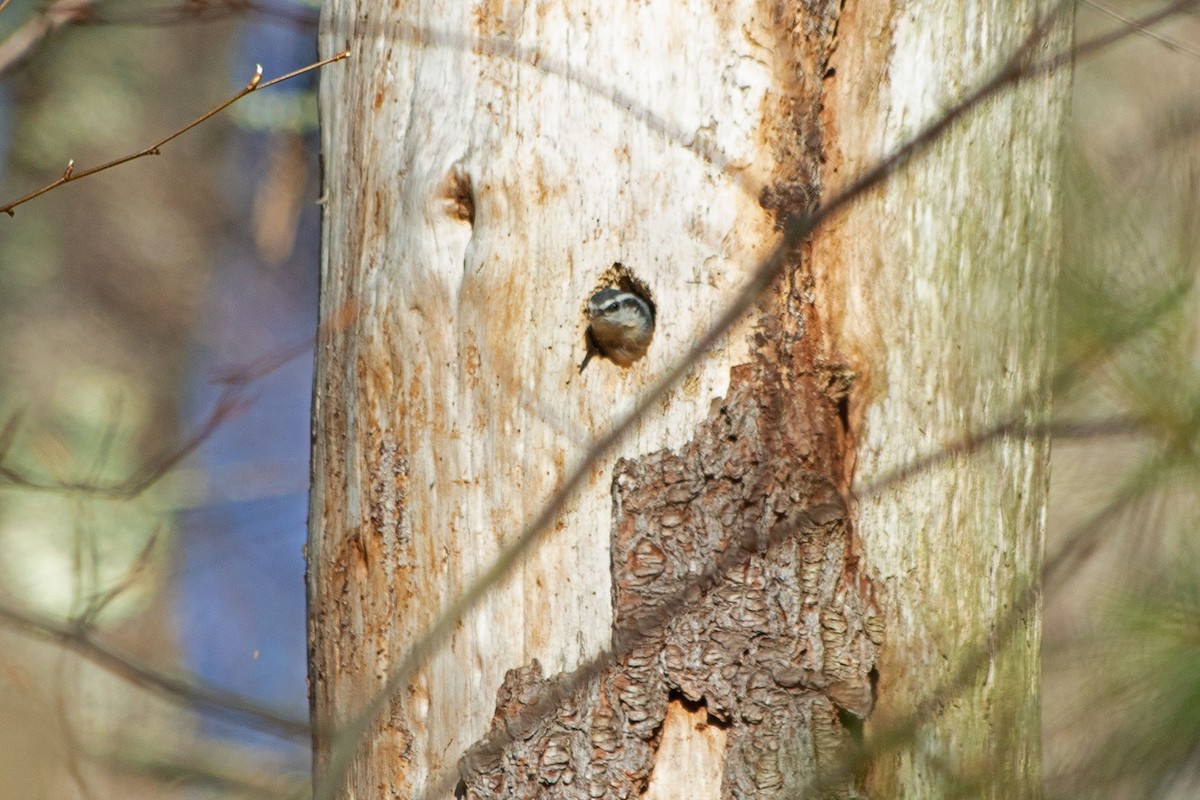 Red-breasted Nuthatch - ML617836259