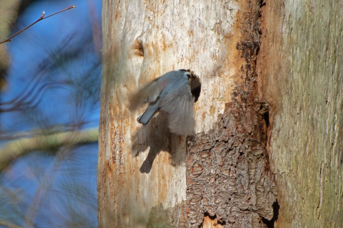 Red-breasted Nuthatch - ML617836260