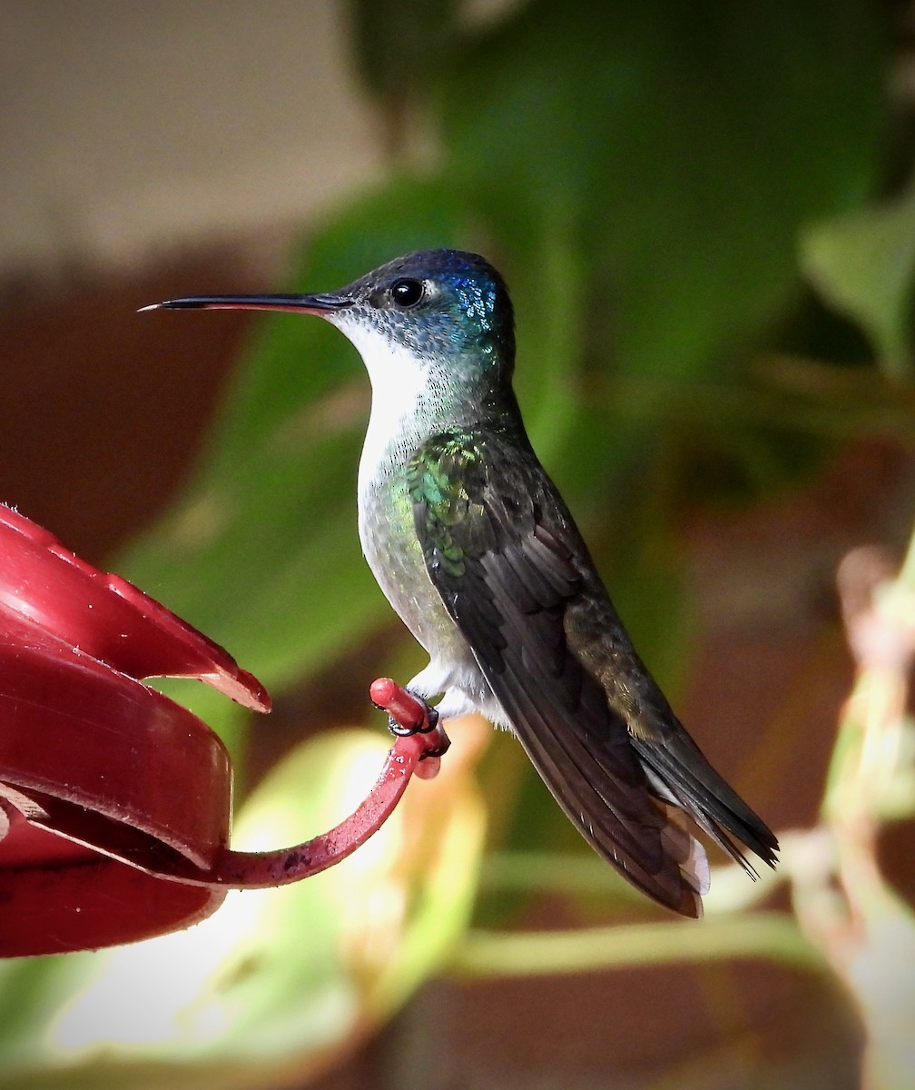 kolibřík azurovotemenný - ML617836337