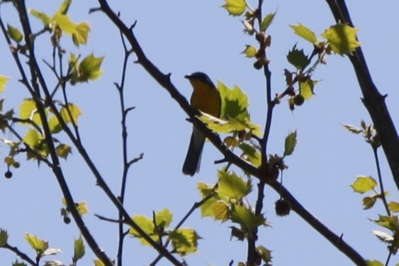 Yellow-breasted Chat - ML617836341
